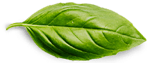 basil leaf